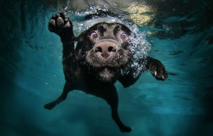 dogs-swimming-pool-1